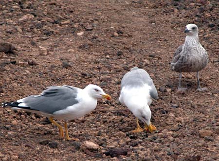 Möwen