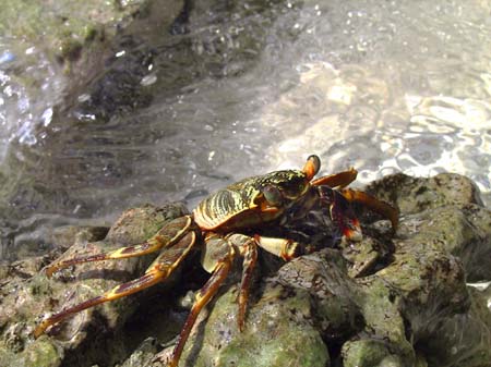 Strandkrabbe