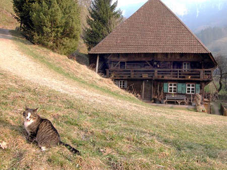 Hauskatze