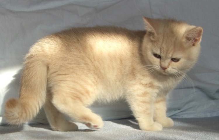 Enaya