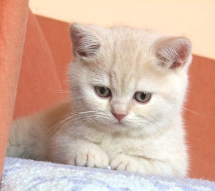 Enaya
