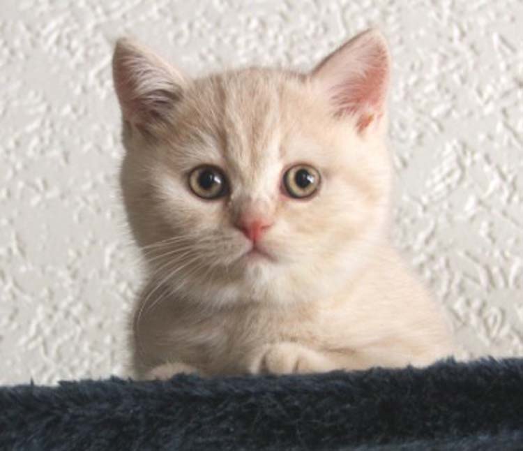 Enaya