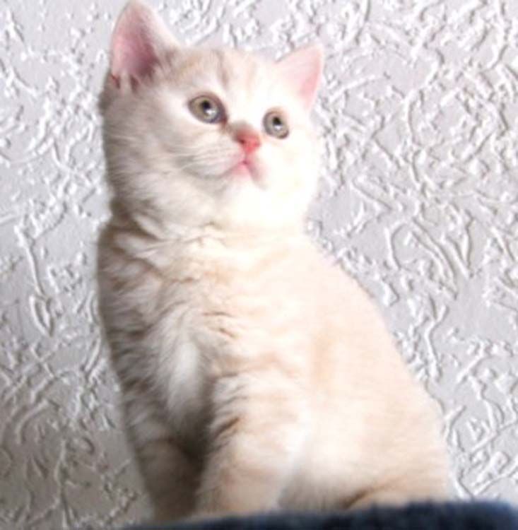 Enaya