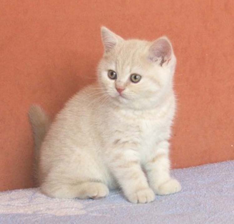 Enaya